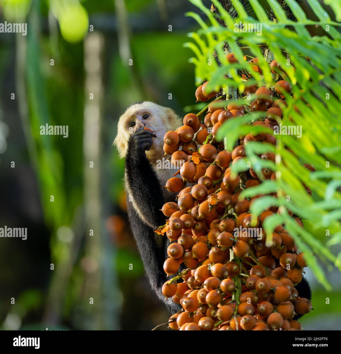 Kapuziner mit weißem Gesicht, die in Costa Rica Früchte essen Stockfoto