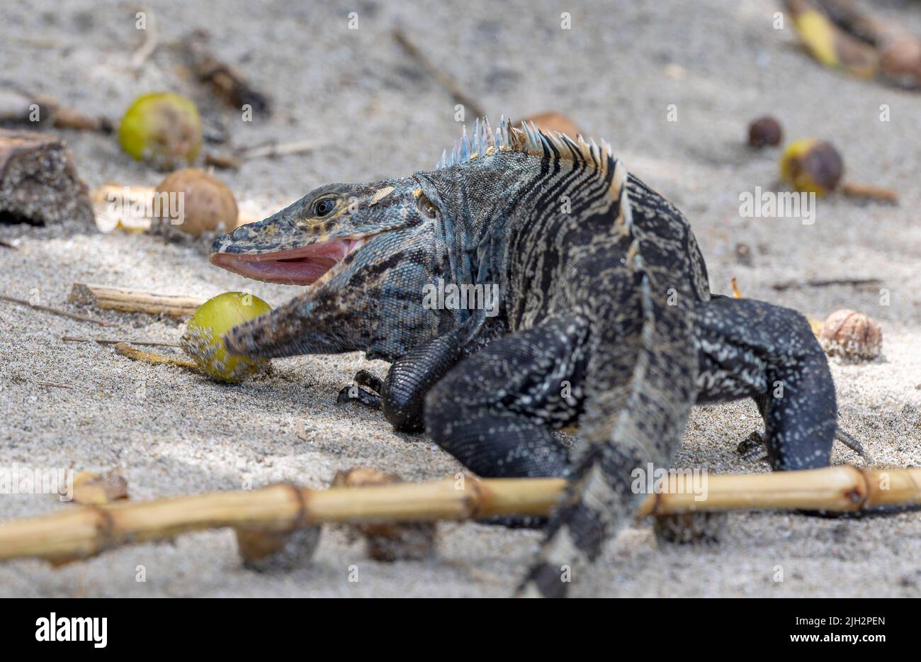 Black Iguana füttert am Strand von Manuel Antonio Stockfoto