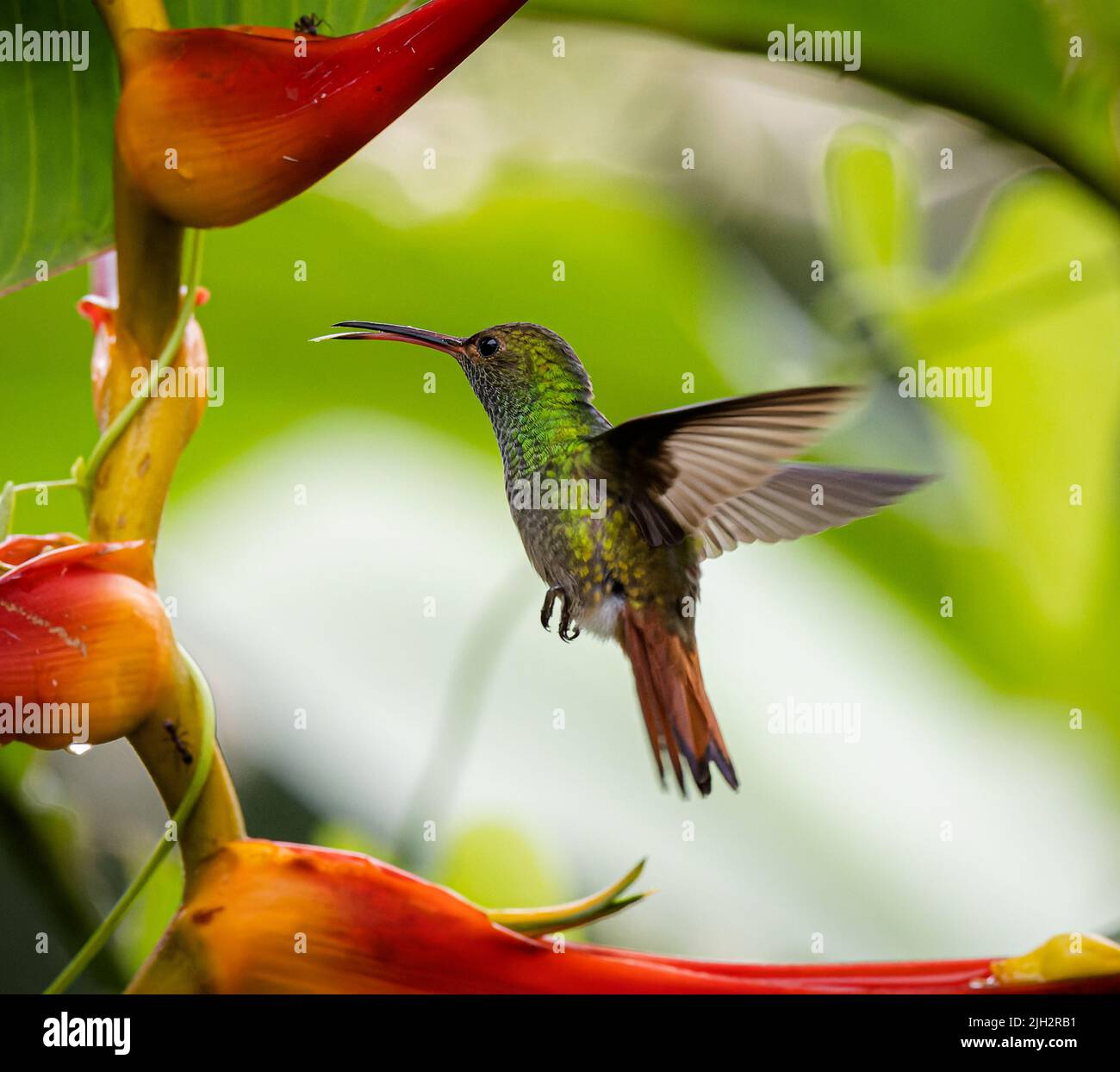 Summende Vögel von Costa Rica Stockfoto