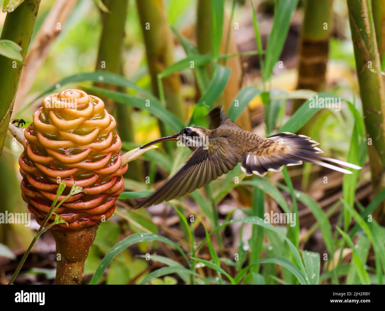 Summende Vögel von Costa Rica Stockfoto