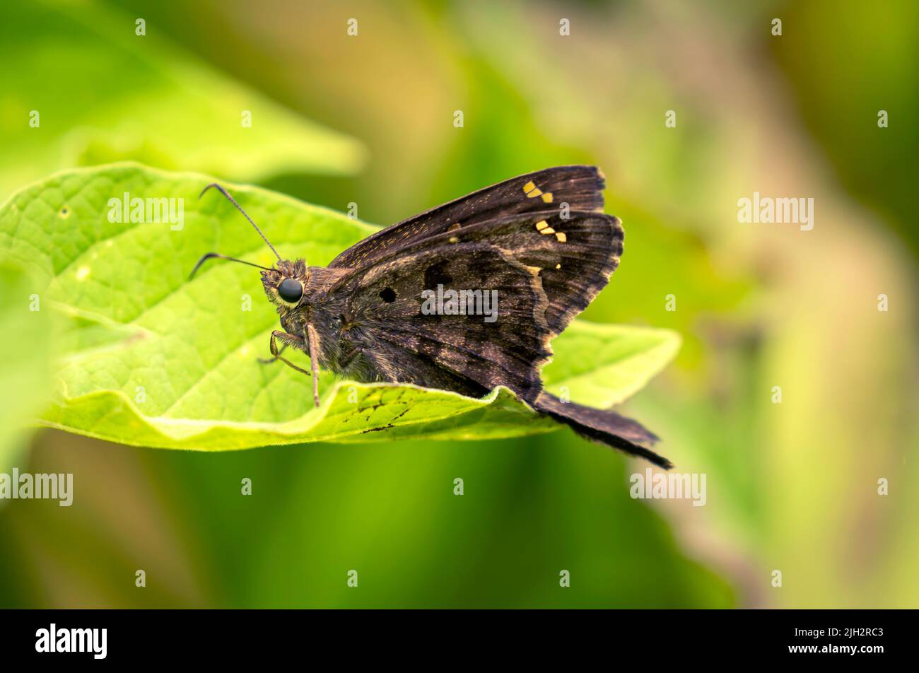 Brauner Urbanus Dorantes Schmetterling auf Blatt in Costa Rica Stockfoto