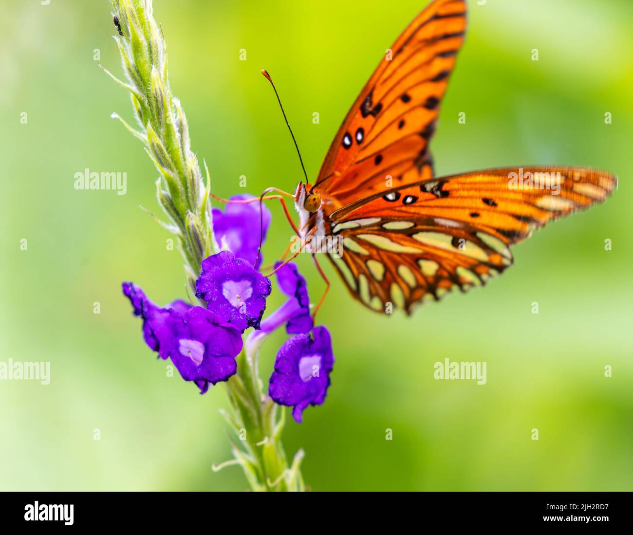 Fritillary Butterfly auf lila Blume in costa Rica Stockfoto