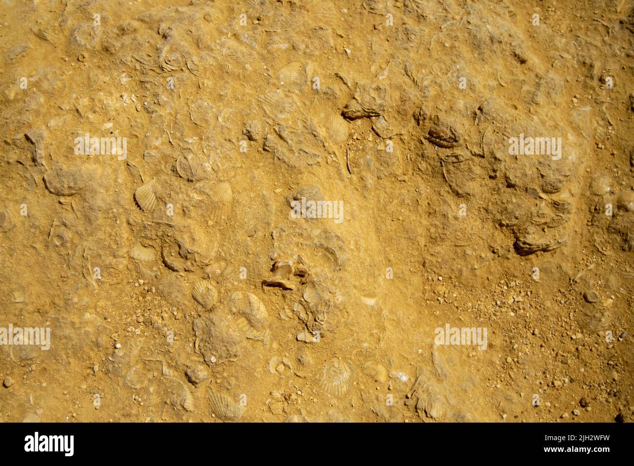 Fossile Muscheln und Ozeanarten, die auf Felsen gegründet wurden. Ozean und abstrakte Themen. Geschichte und Geologie, Meereslevels in der alten Zeit. Das hohe Niveau der Ozeane bleibt bestehen. Stockfoto