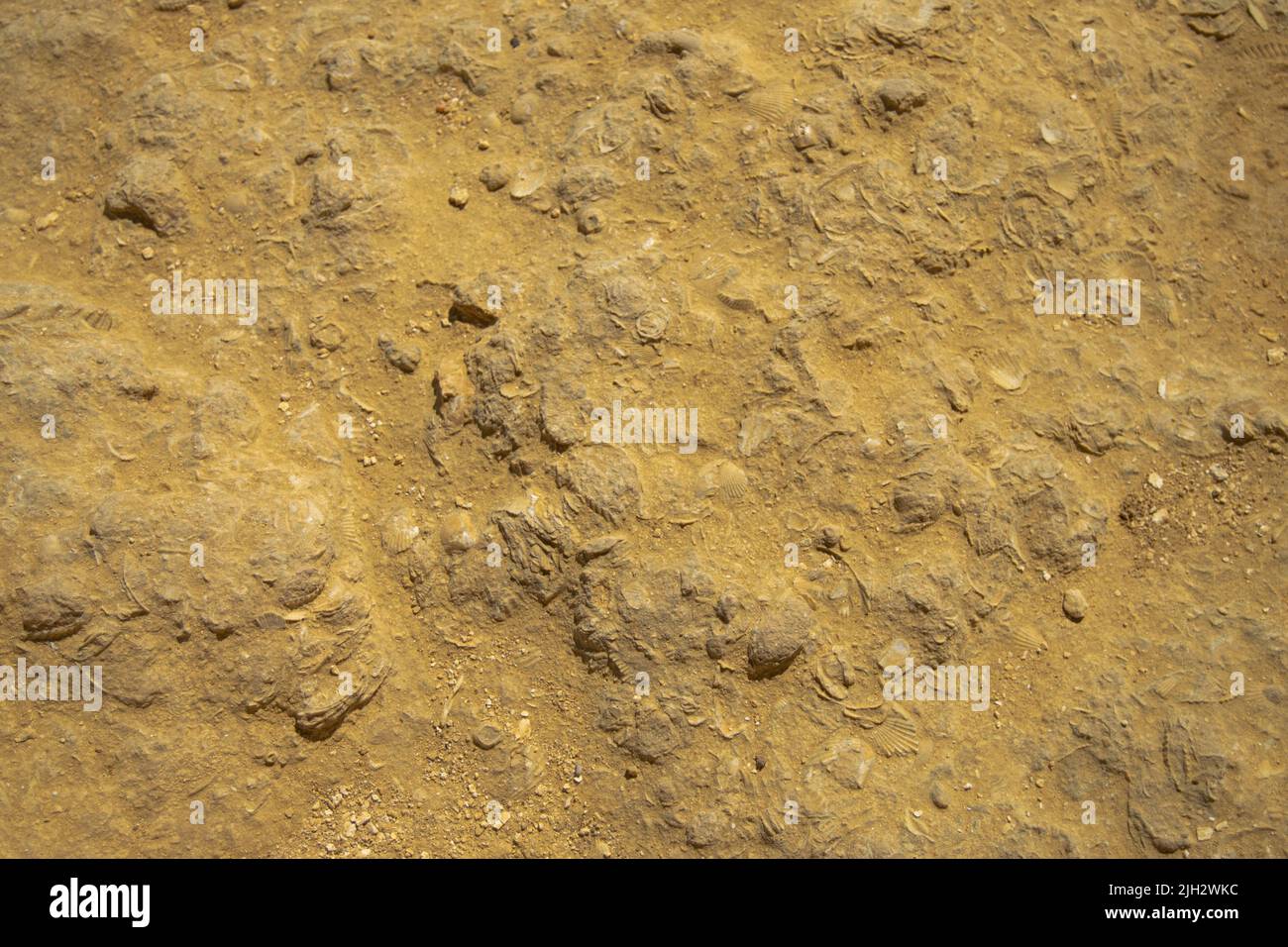 Fossile Muscheln und Ozeanarten, die auf Felsen gegründet wurden. Ozean und abstrakte Themen. Geschichte und Geologie, Meereslevels in der alten Zeit. Das hohe Niveau der Ozeane bleibt bestehen. Stockfoto