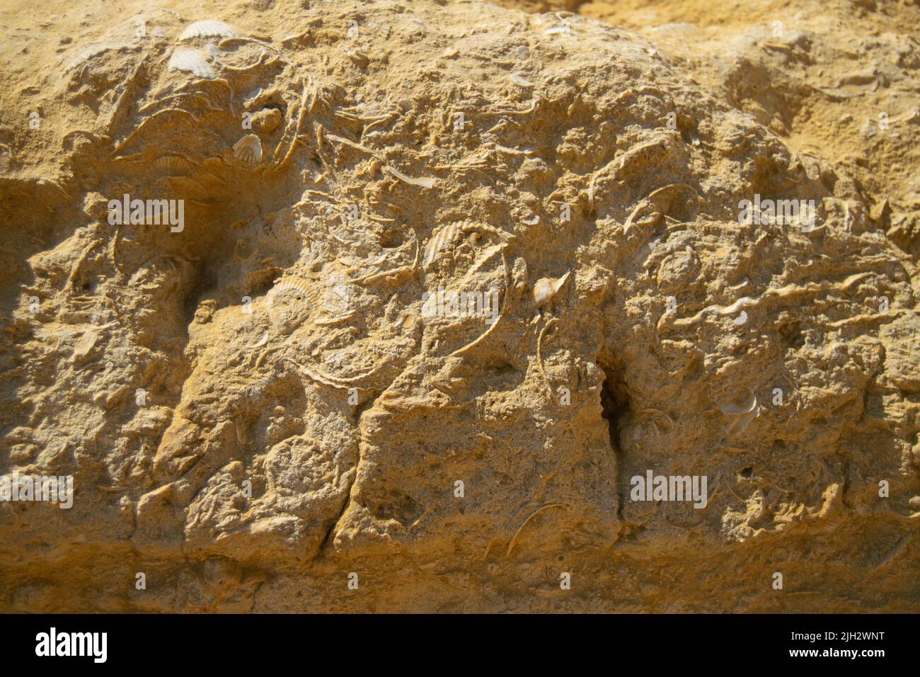 Fossile Muscheln und Ozeanarten, die auf Felsen gegründet wurden. Ozean und abstrakte Themen. Geschichte und Geologie, Meereslevels in der alten Zeit. Das hohe Niveau der Ozeane bleibt bestehen. Stockfoto