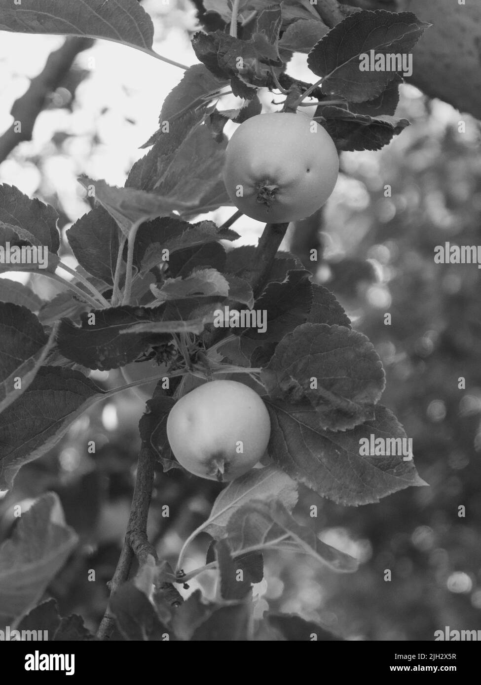 Bio kleine Früchte in Piacenza Italien.Äpfel wachsen an einem Baum an sonnigen Tag im Juli Stockfoto