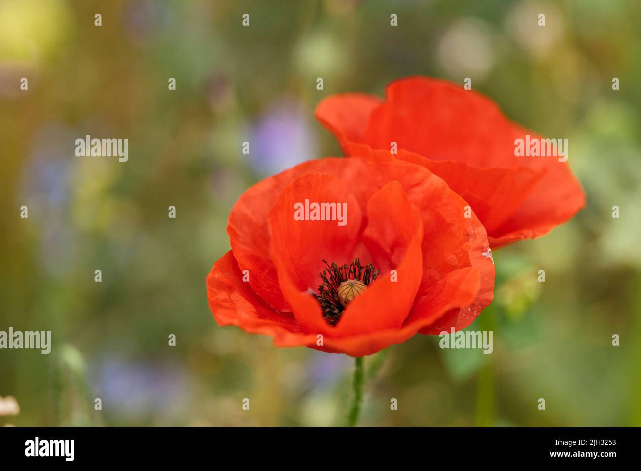 Blühende rote Mohnblumen (Papaver Rhoeas) Stockfoto