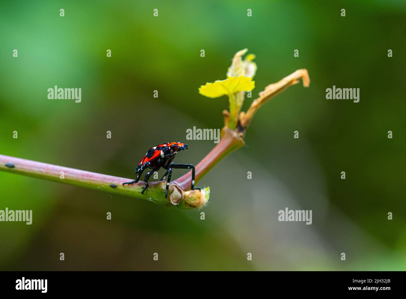 4.-instar Stadium (Juli-September) der gefleckten Laterne (Lycorma delicatula) in Bucks County, Pennsylvania Stockfoto