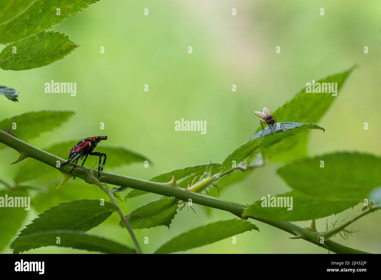 4.-instar Stadium (Juli-September) der gefleckten Laterne (Lycorma delicatula) in Bucks County, Pennsylvania Stockfoto