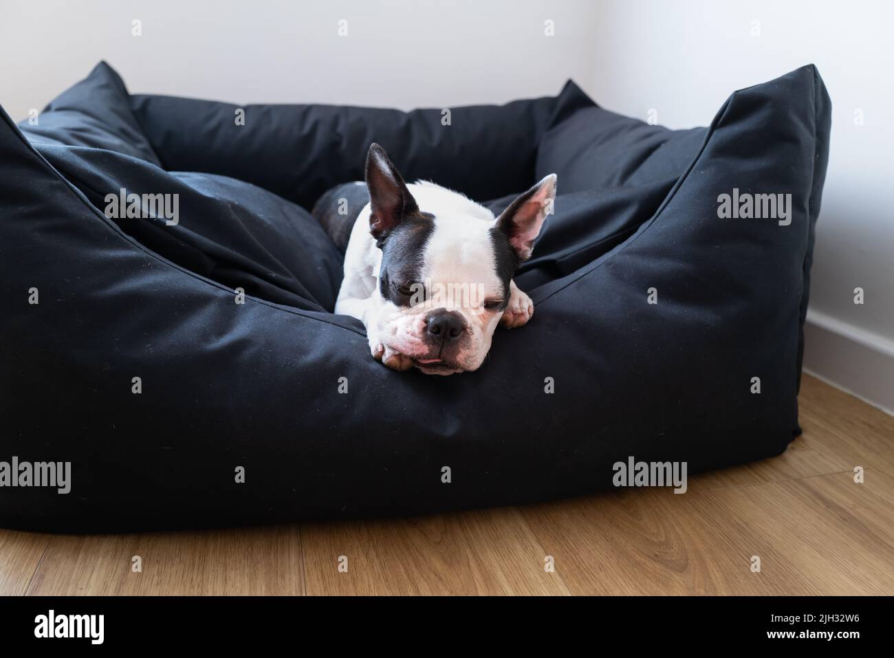 Boston Terrier Hund liegt in einem großen schwarzen bequemen Bett. Sie hat ihre Zunge leicht nach außen, während sie ruht. Stockfoto
