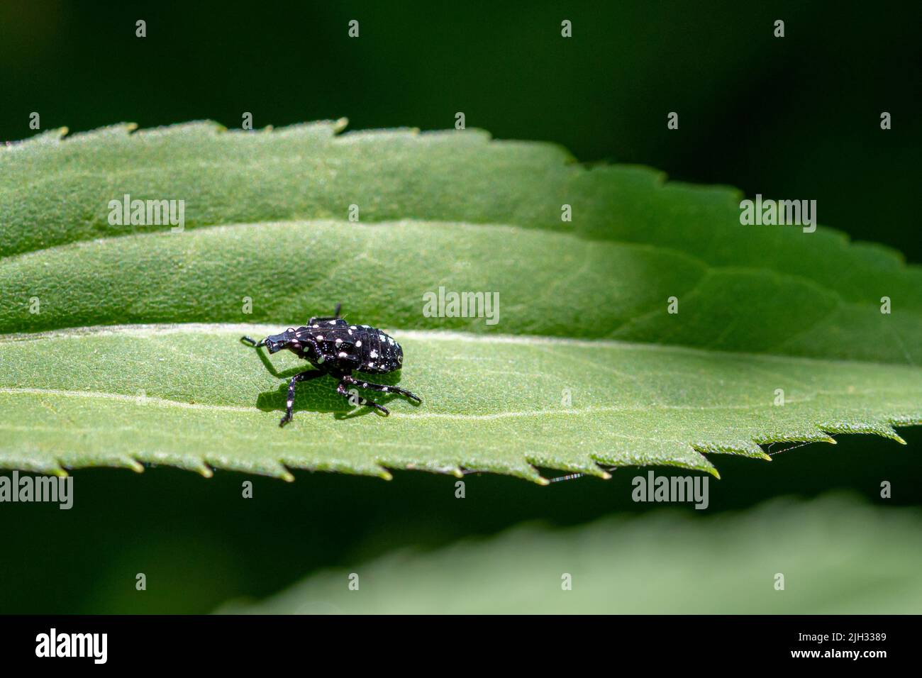 3.-instar Stadium (Juni-Juli) der gefleckten Laterne (Lycorma delicatula) in Bucks County, Pennsylvania Stockfoto