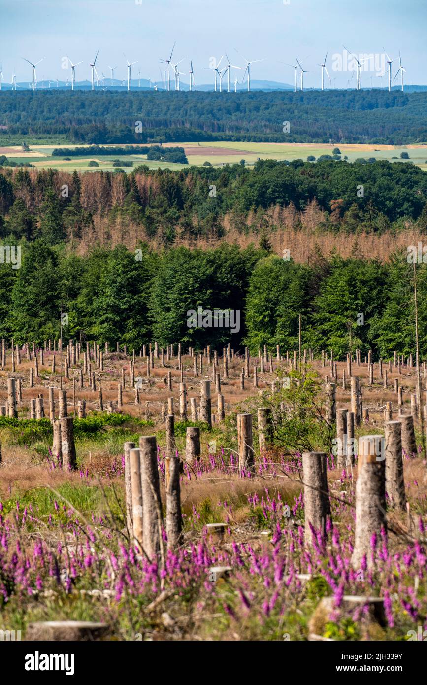 Gerodeer Wald im Eggegebirge, bei Lichtenau, Kreis Paderborn, Gelände eines Fichtenwald, der auf Grund von starken Borkenkäfern geschieht, abgestorben w Stockfoto