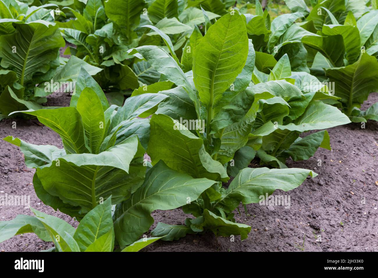 Tabakfeld mit frischen grünen Nicotiana-Pflanzen, die Zigarrenblätter in Amerongen in den Niederlanden kultivieren, Wiederbelebung einer alten landwirtschaftlichen Tradition Stockfoto