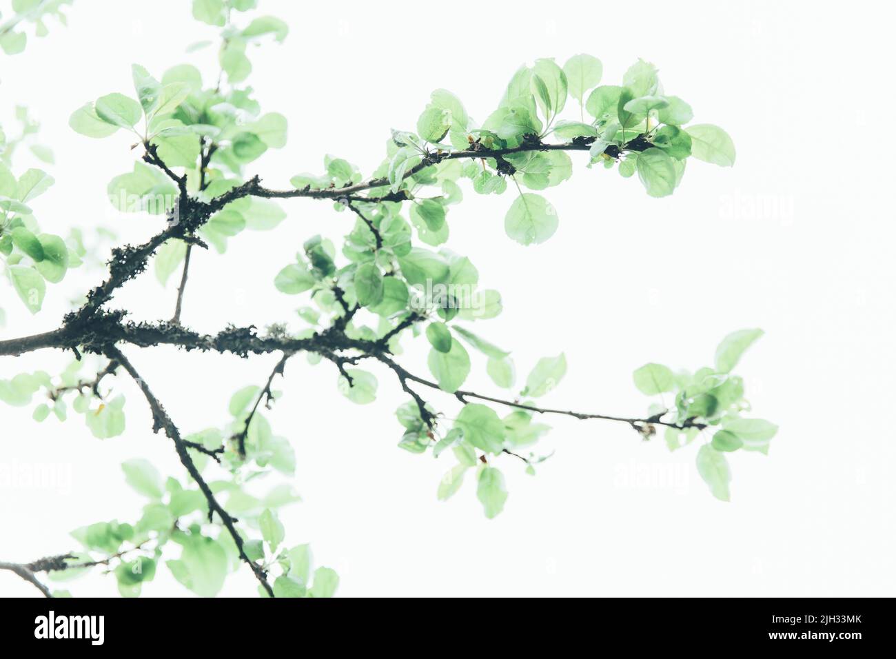 Üppiges grünes Blatt, Reinheit Natur Hintergrund. Grüne Blätter auf Ulme. Natur Frühling und Sommer Banner. Pflanzen gegen den blauen Himmel Konzept. Bäume Stockfoto