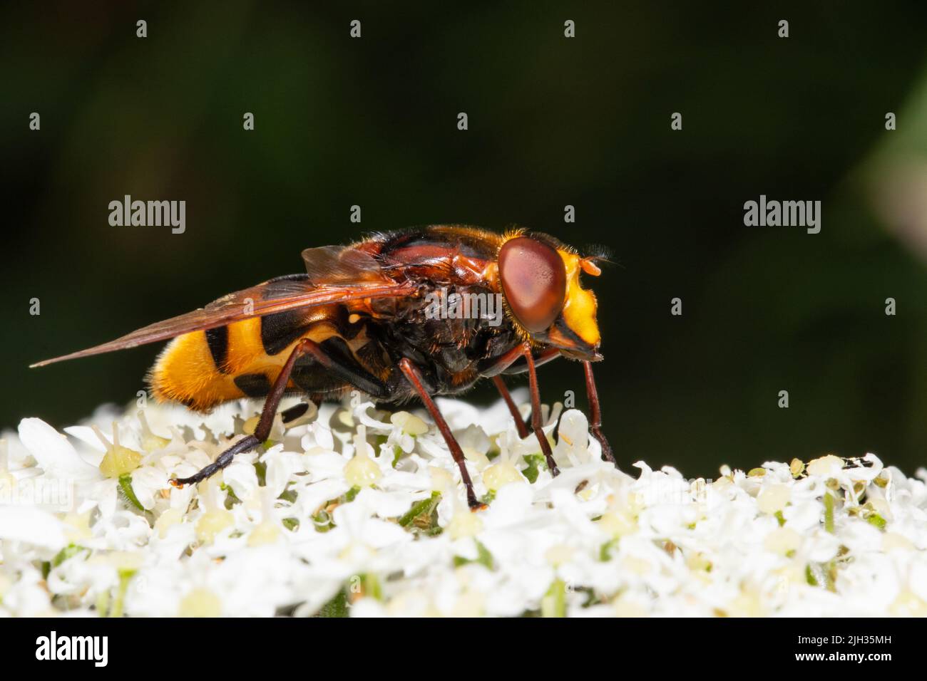 Volucella zonaria, die Hornisse imitieren Schwebfliege, die sich von Nektar aus einer weißen Blume ernährt. Stockfoto