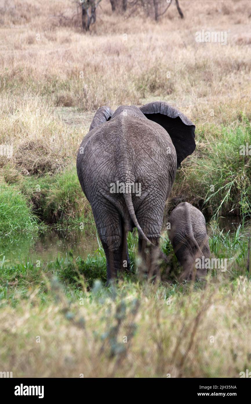 Elefantenmutter mit Baby in der Rückansicht im afrikanischen Grasland, Tansania Stockfoto