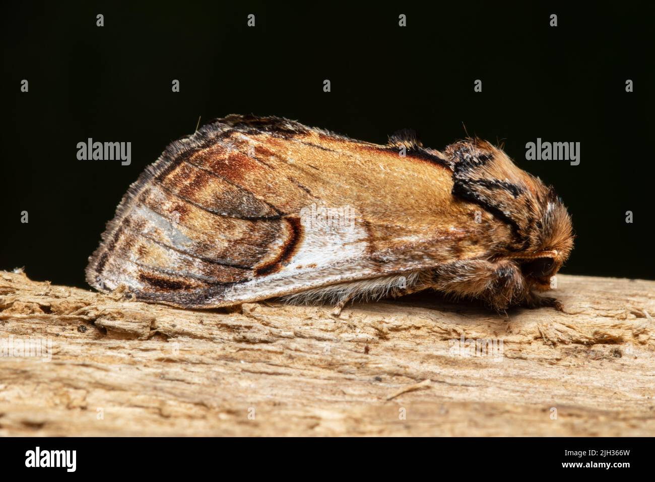 Notodonta ziczac, der Kiesel prominente Motte, ruhend auf einem faulen Baumstamm. Stockfoto