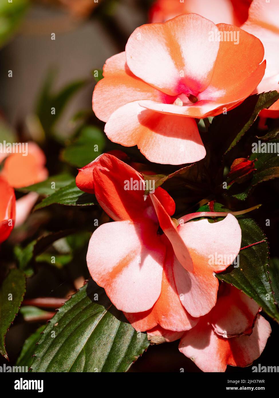 Blassrosa und rote Blüten der zarten Neuguinea Impatiens, Impatiens hawkerii 'Paradise Strawberry Bicolor', die für den Sommer im Freien angebaut werden Stockfoto