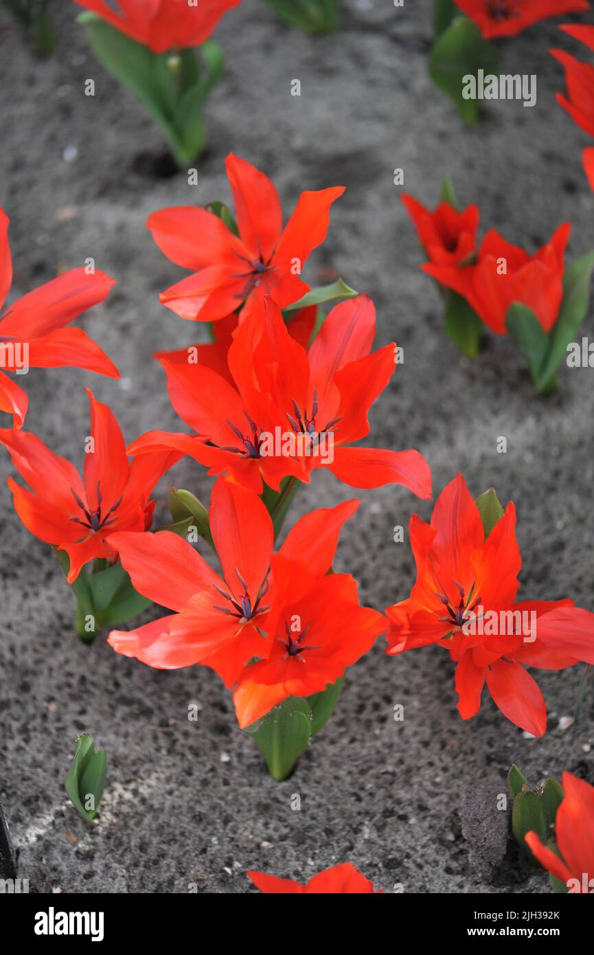Rote verschiedene Tulpen (Tulipa praestans) blühen im März in einem Garten Stockfoto