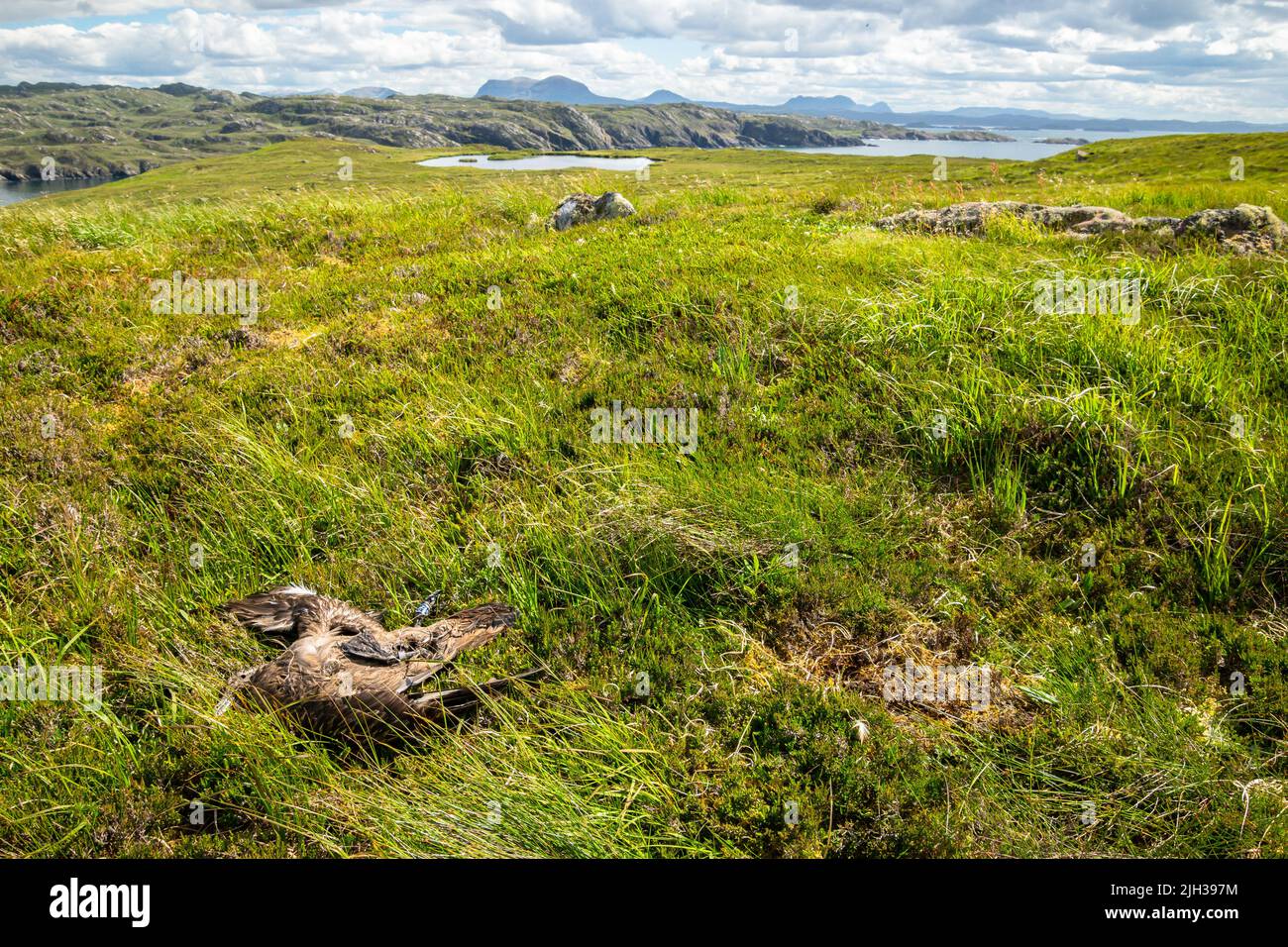 Eine tote große skua liegt im Gras auf einer Insel mit Hügeln im Hintergrund Stockfoto