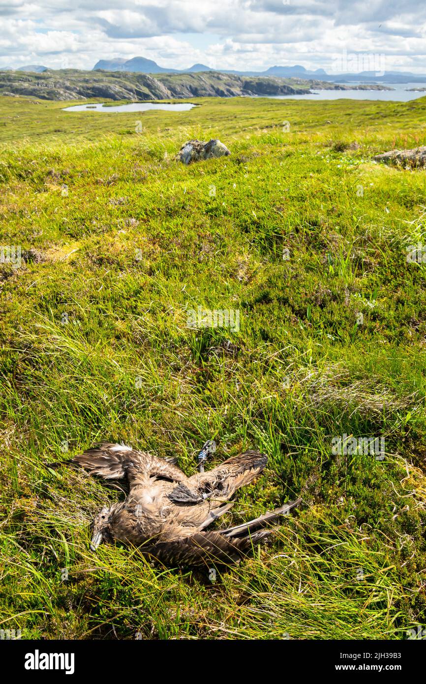 Eine tote große skua liegt im Gras auf einer Insel mit Hügeln im Hintergrund Stockfoto