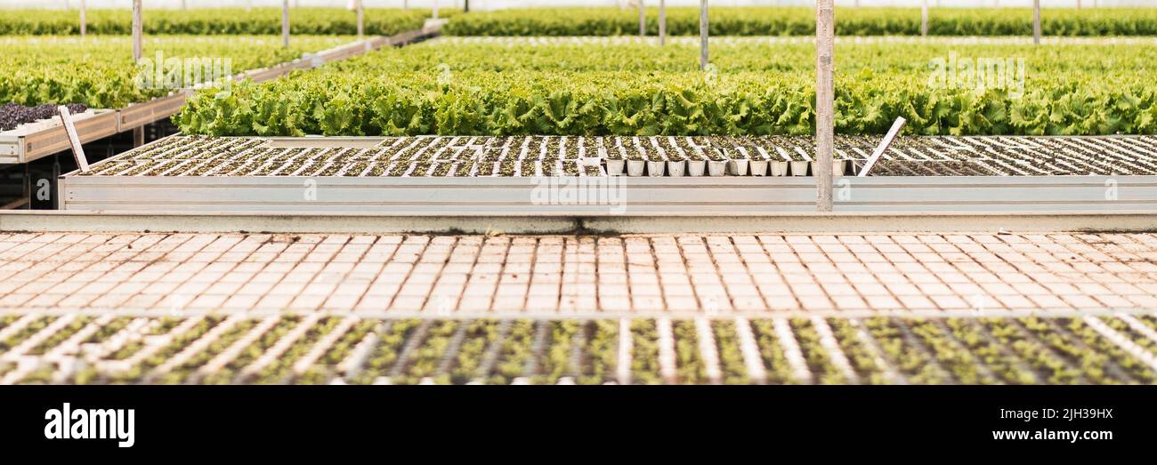 Ein riesiges Gewächshaus mit Salat, der aus Sämlingen wächst. Grüne Industrie. Webbanner Stockfoto