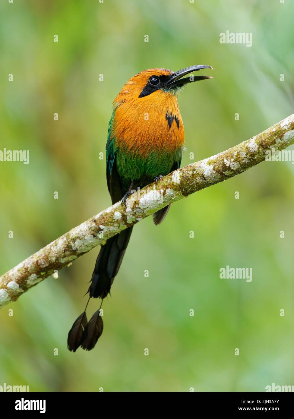 Langschwanzvögel aus Bolivien, Brasilien, Kolumbien, Costa Rica, Ecuador, Honduras, Nicaragua, Panama, Pe Stockfoto