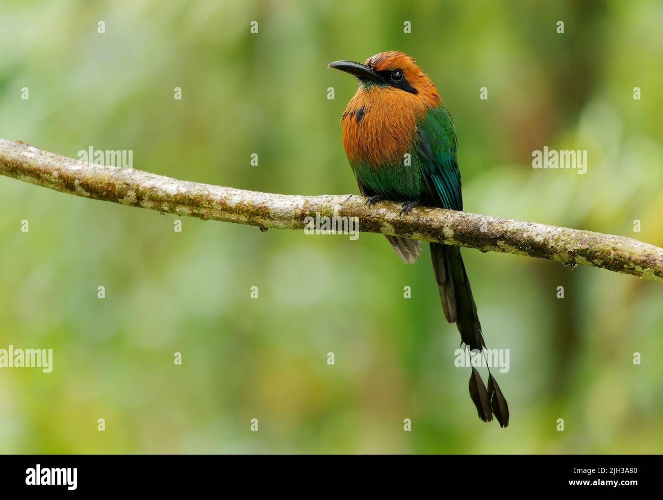 Langschwanzvögel aus Bolivien, Brasilien, Kolumbien, Costa Rica, Ecuador, Honduras, Nicaragua, Panama, Pe Stockfoto
