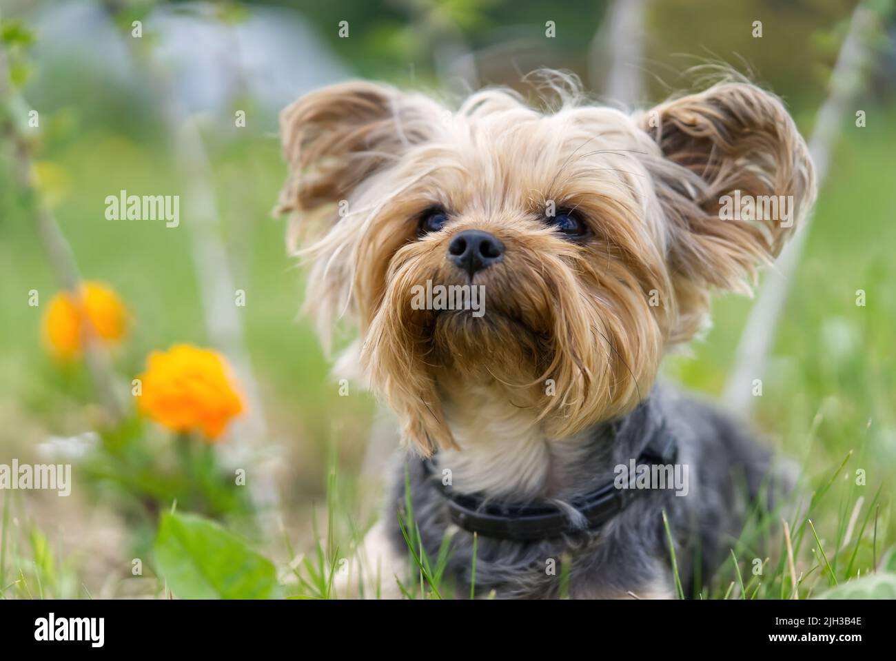 Yorkshire Terrier Welpe sitzt auf dem Gras in der Nähe von Blumen. Lustige kleine York Welpen auf goldene Stunde Zeit Fotografie. Stockfoto