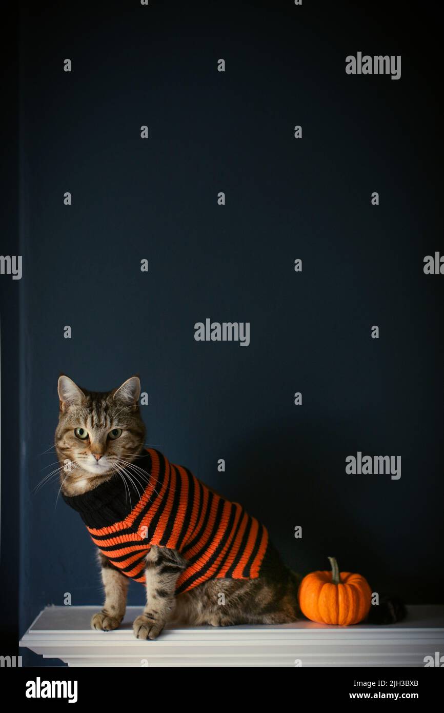 Foto einer niedlichen tabby Katze in einem leuchtend orange und schwarz gestreiften halloween Outfit / Pullover / Katzenanzug isoliert an einer dunkelblauen Wand mit einem Kürbis Stockfoto