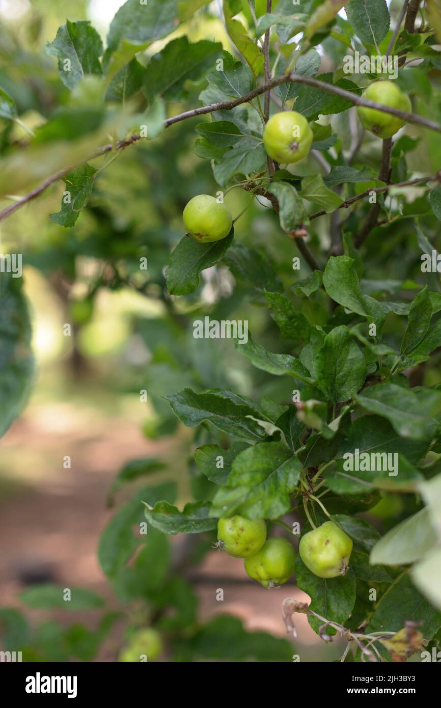 Nahaufnahme eines Apfelbaums, der mit kochenden Äpfeln in einem Obstgarten an einem hellen sonnigen Sommertag in Großbritannien beladen ist Stockfoto