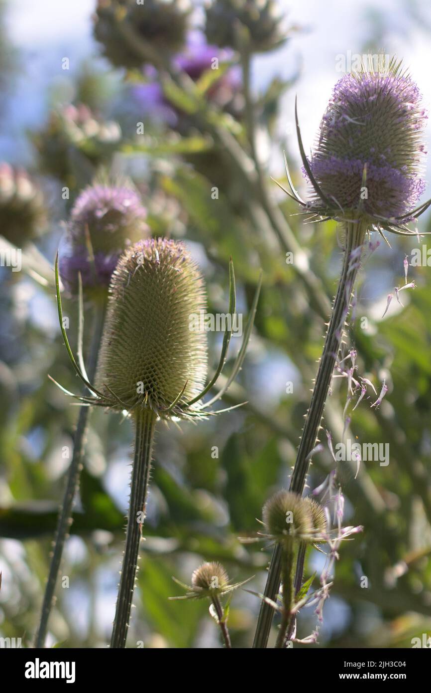 Nahaufnahme von wilden Teelelblüten und Samenköpfen mit einem Band aus lila/rosa Blüten um einen spitzen Teelöffel Stockfoto