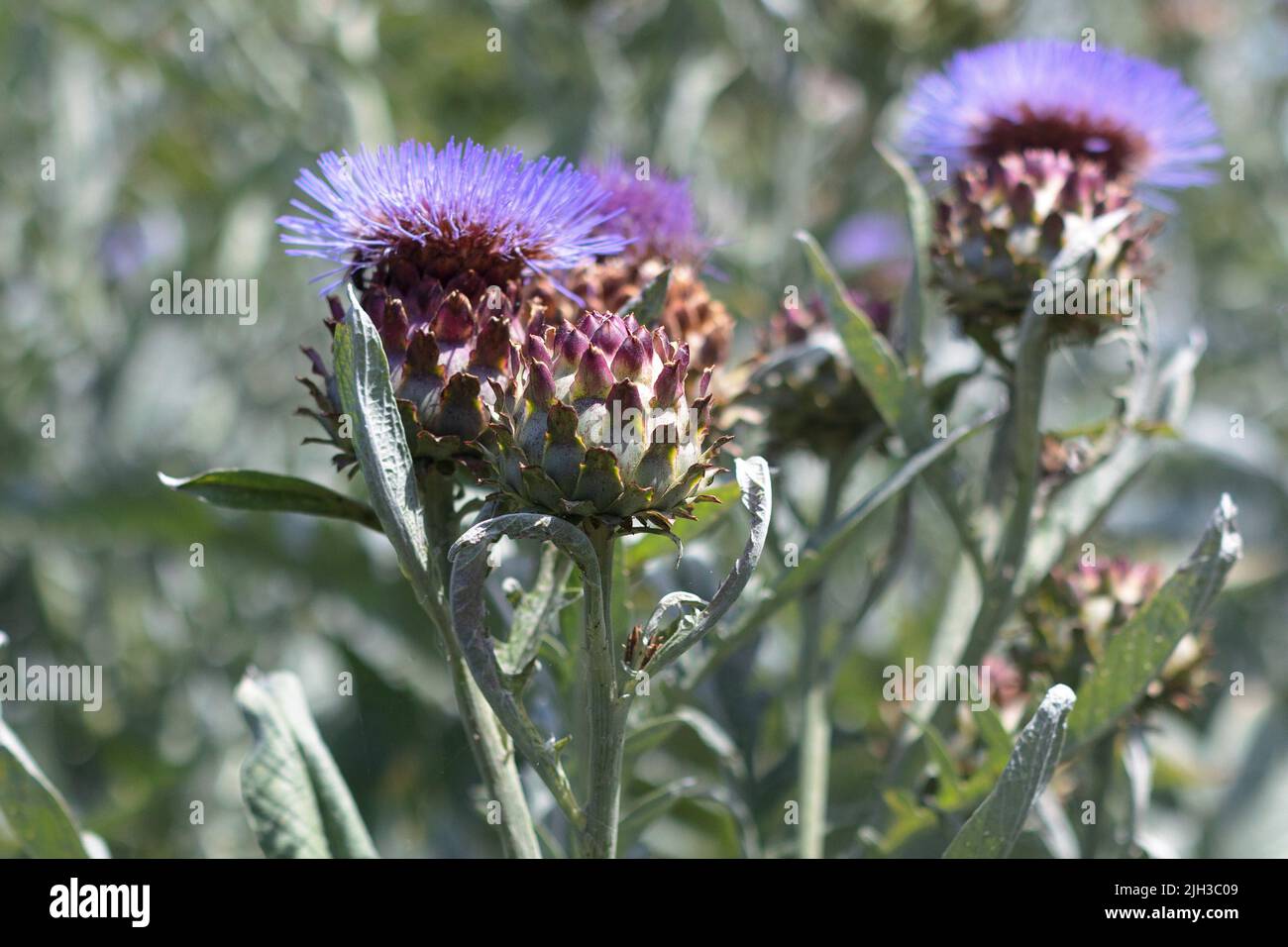 Nahaufnahme von wunderschönen violetten Artischockenblüten und Artischockenblüten auf einer Artischockenpflanze vor einem blauen Himmel und Artischockenblättern an einem heißen Tag Stockfoto