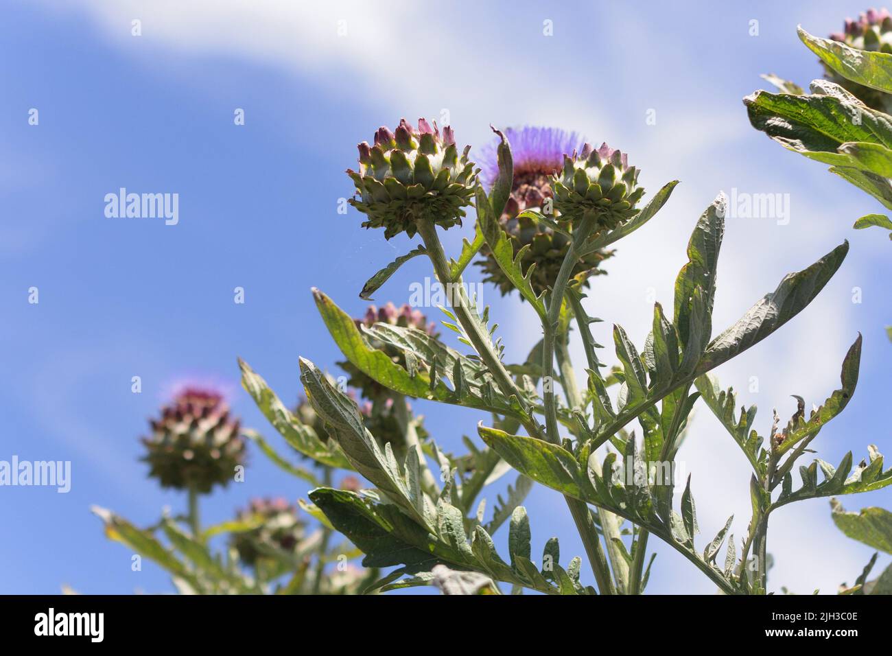 Nahaufnahme von wunderschönen violetten Artischockenblüten und Artischockenblüten auf einer Artischockenpflanze vor einem blauen Himmel und Artischockenblättern an einem heißen Tag Stockfoto