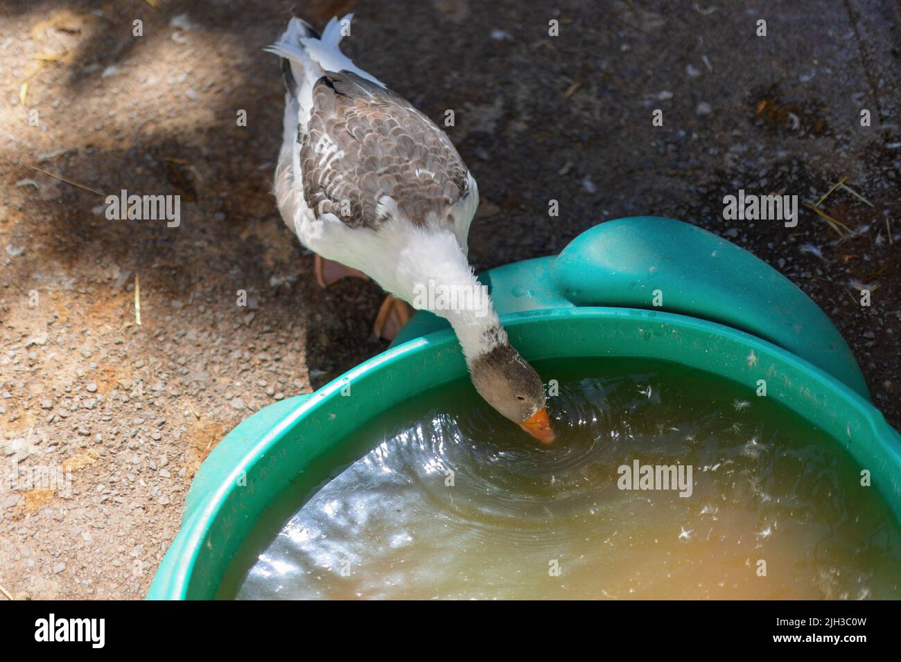 Foto einer Gans, die sich in der Hitzewelle kühl hält und aus einem mit Wasser gefüllten Planschbecken trinkt Stockfoto