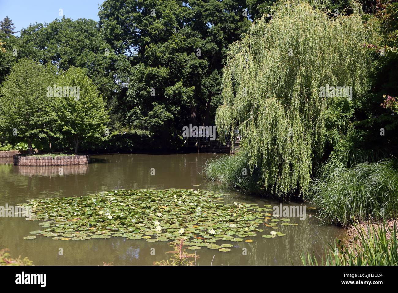 Seerosenteich und weinender Weidenbaum in Wisley RHS Gardens Surrey England Stockfoto