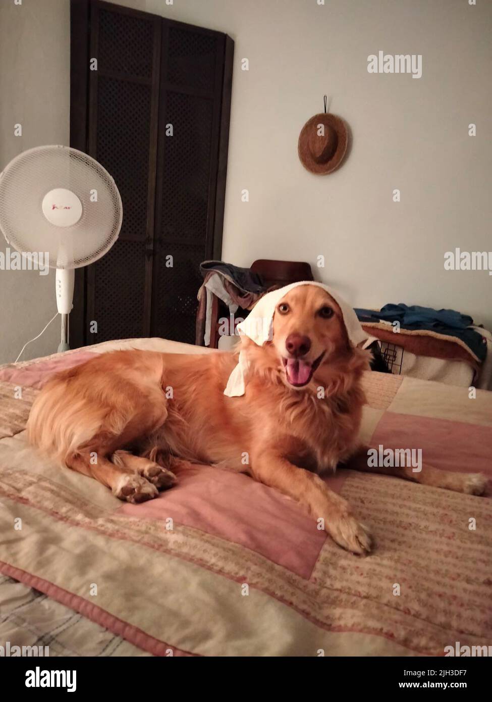 Undatierte Handout-Foto eines Hundes, der sich in dieser Hitzewelle kühl hält und auf einem Bett mit einem Ventilator und einem kalten Handtuch auf dem Kopf liegt. Die RSPCA fordert Tierbesitzer auf, Pläne zum Schutz von Haustieren während dieser heißen Witterung zu schmieden. Ausgabedatum: Donnerstag, 14. Juli 2022. Stockfoto