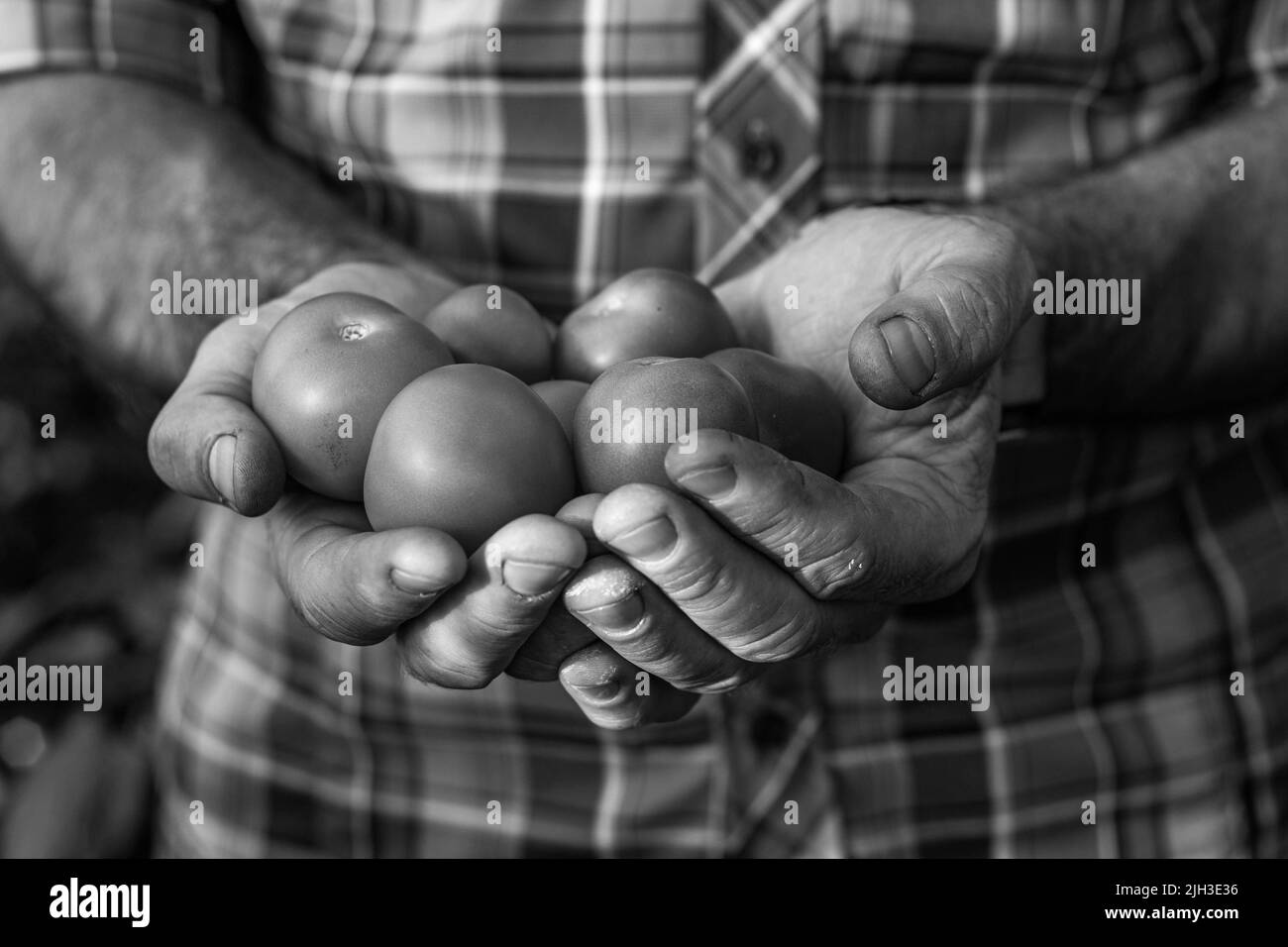Junger Mann hält natürliche gesunde Tomaten aus biologischer Landwirtschaft in Händen. Bauern Hände mit frisch geernteten Tomaten. Stockfoto