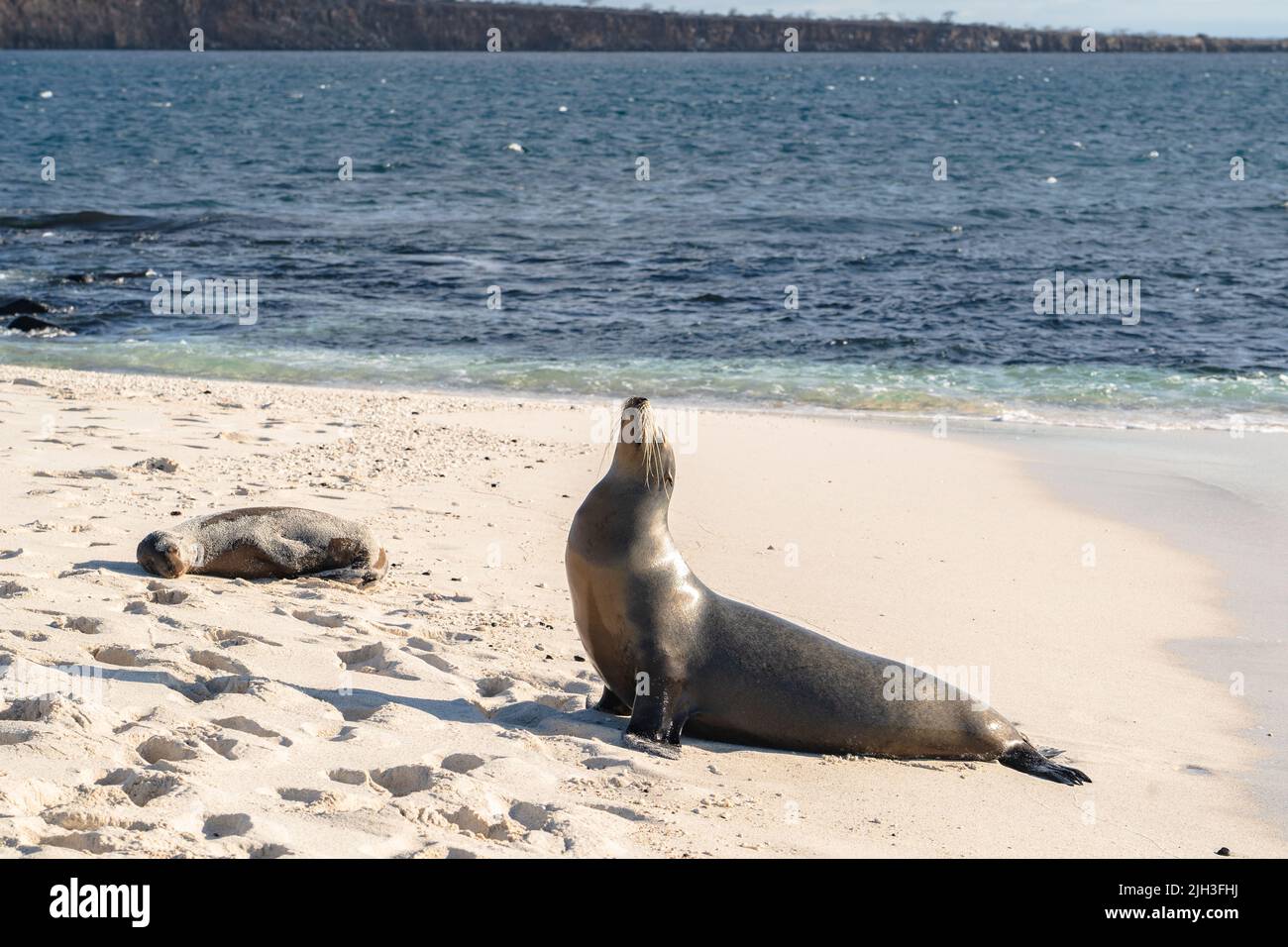 Seelöwen am weißen Sandstrand in den Galapagos Stockfoto