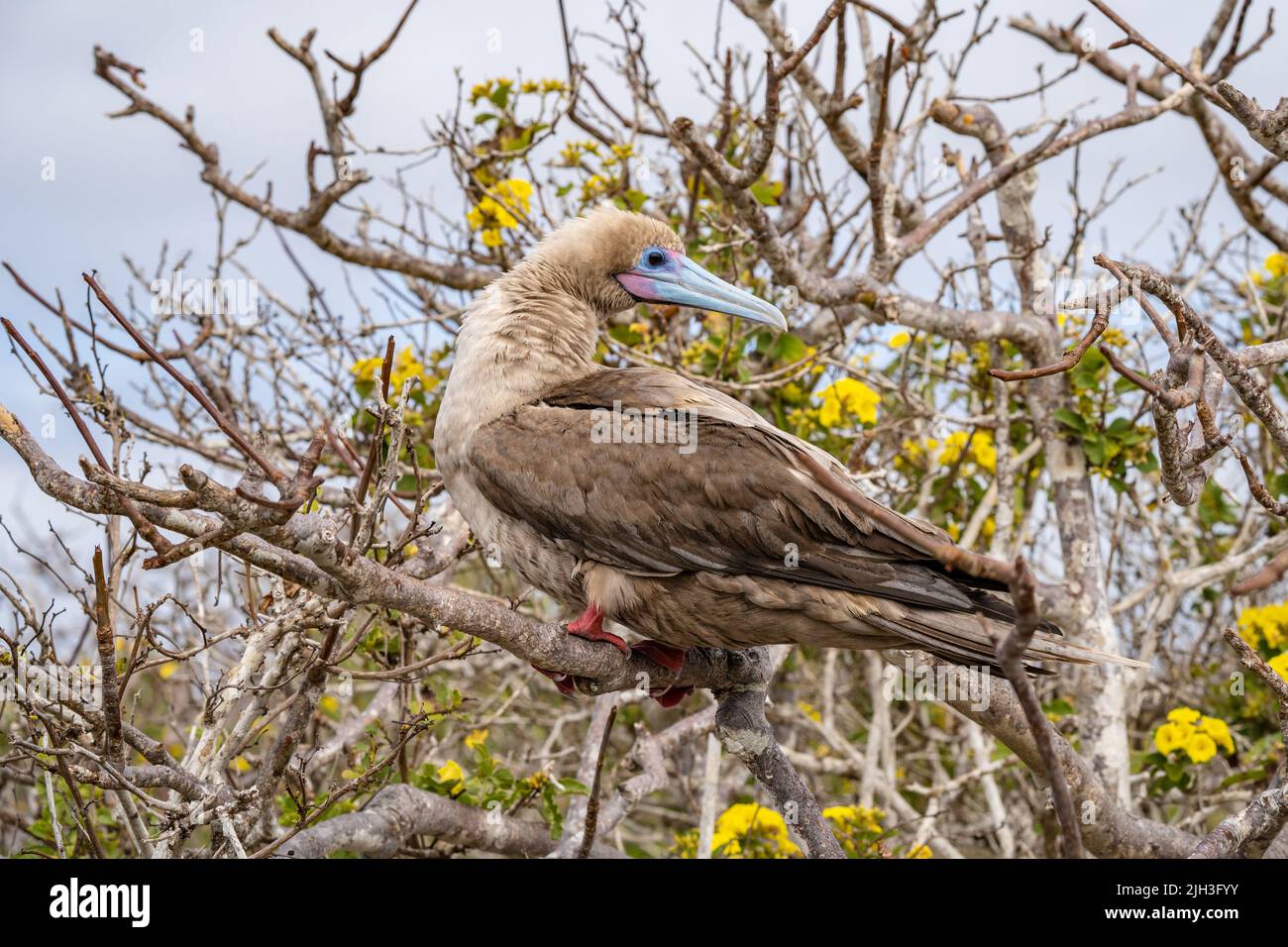 Rotfußbooby, der in einem Baum in den Galapagos thront Stockfoto