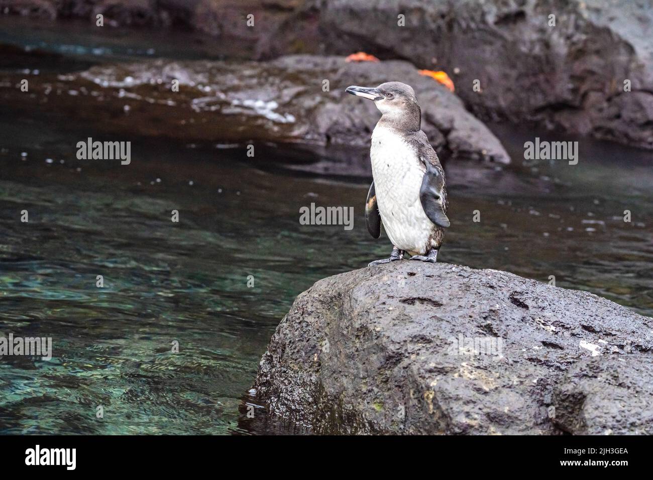 Galapagos-Pinguin, der auf vulkanischem Gestein in den Galapagos thront Stockfoto