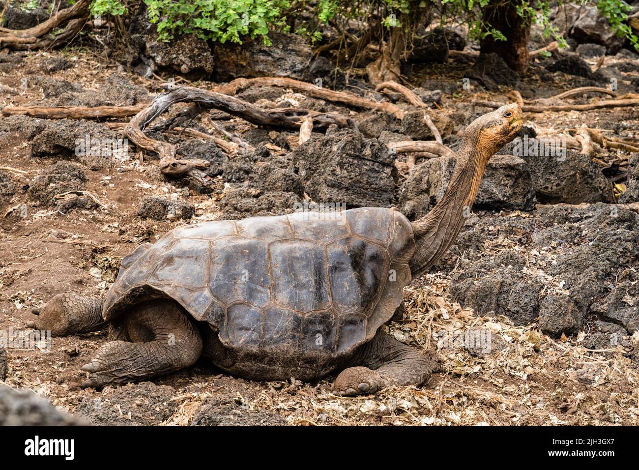 Die Sattelschildkröte in den Galapagos hat sich erhöht, sattelartig wie eine Muschel, sieht aus wie ein Brontosaurus mit einem ausgestreckten langen Hals Stockfoto