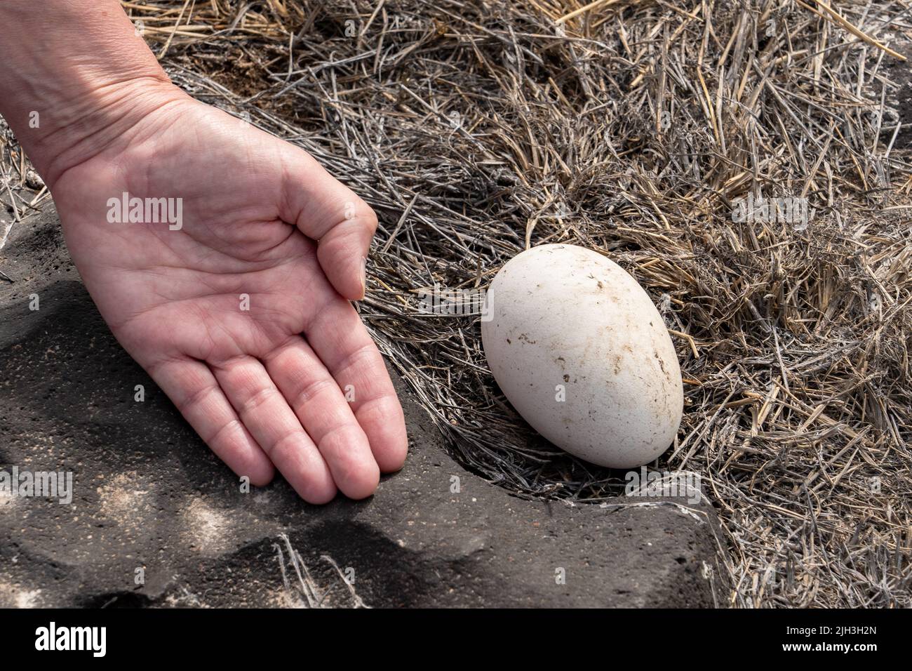 Großes Ei, das Albatross in den Galapagos abgelegt hat, mit der Hand daneben, um die Größe zu zeigen Stockfoto