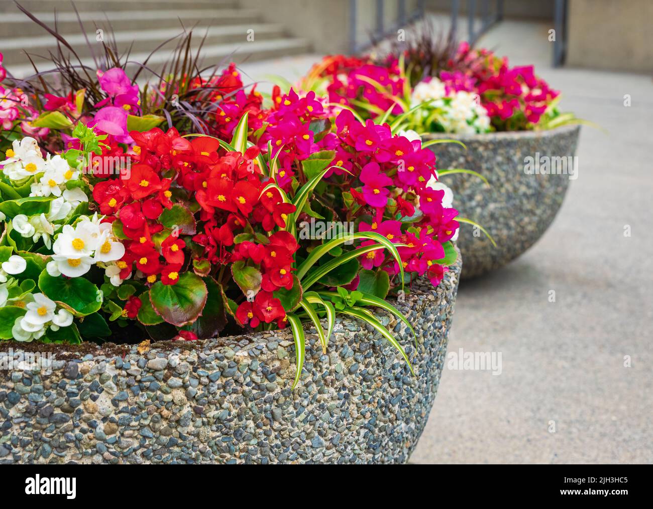 Blumentopf mit Blumen und Pflanzen. Großer Blumentopf im Innenhof der Stadt. Außendekorationselemente der Terrasse. Straßendekoration. Pflanzen und Blumenbeet im c Stockfoto