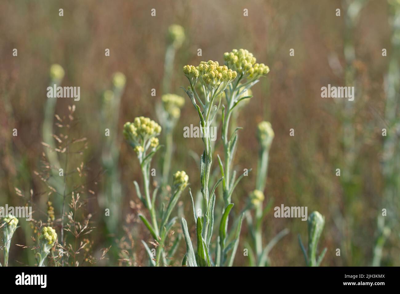 Helichrysum, Zwerg everlast gelben Blüten Nahaufnahme selektiven Fokus Stockfoto