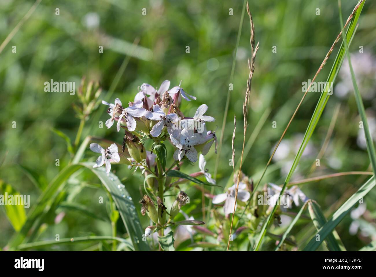 Securigera varia, violette Krone vetch rosa Blüten in Wiese Nahaufnahme selektiven Fokus Stockfoto