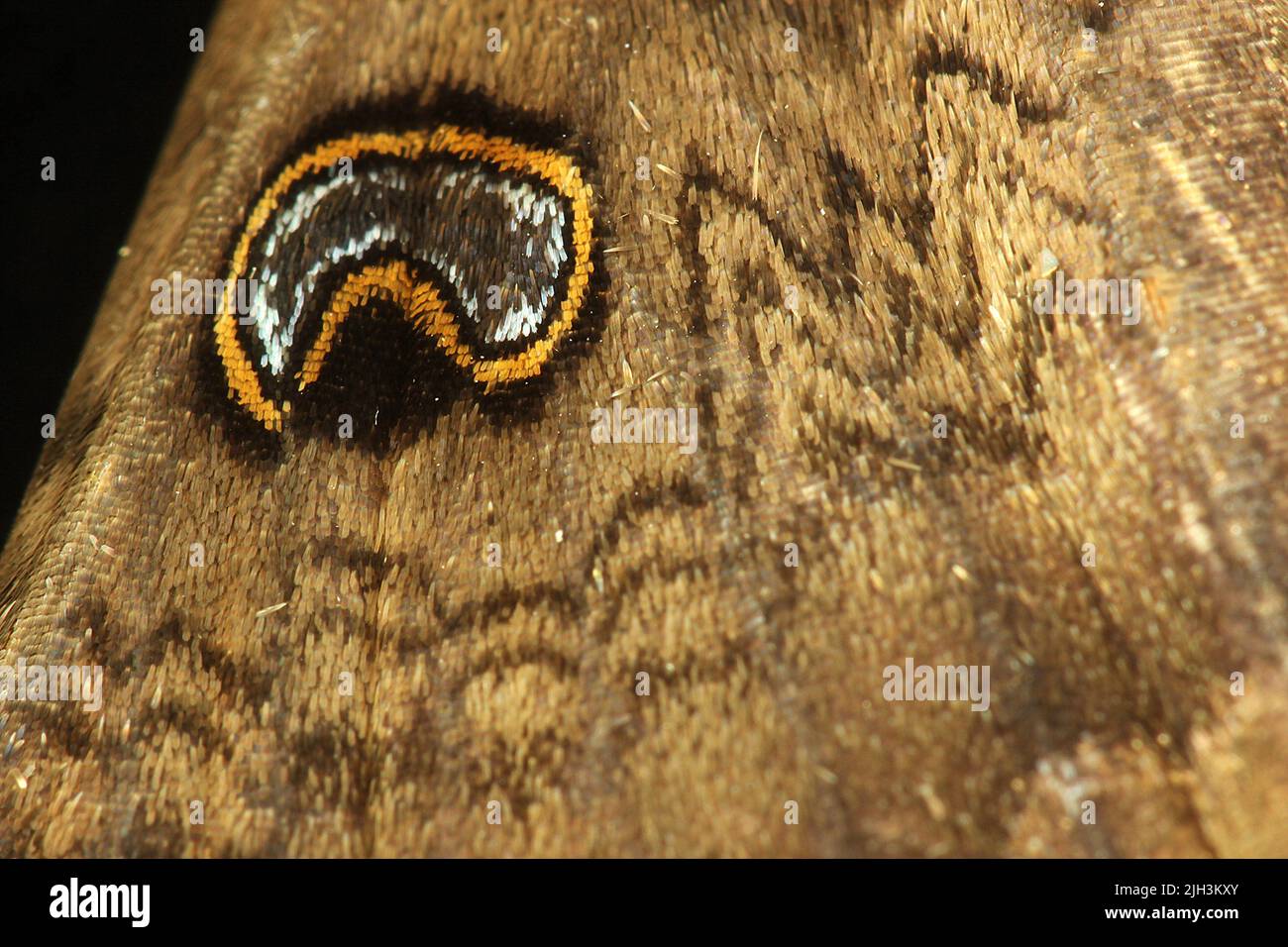 Makrobild von Wattle Motte Flügel Skala Muster Stockfoto
