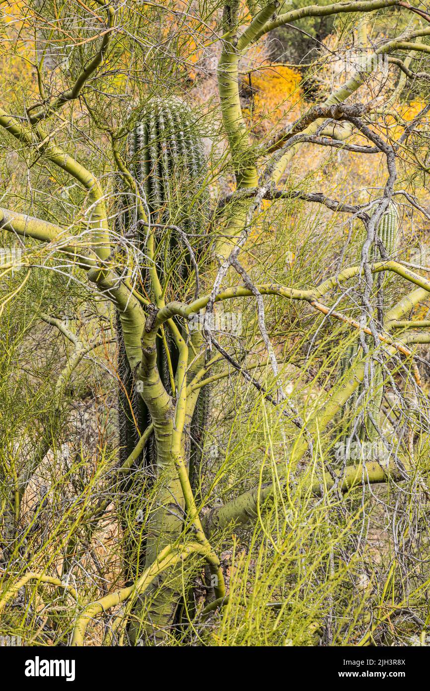 Saguaro Kaktus wächst entlang ihrer schattigen Bäume, die palo Verde, die eine symbiotische Beziehung mit saguaro bilden, die Schatten spenden, bis sie schatten können Stockfoto