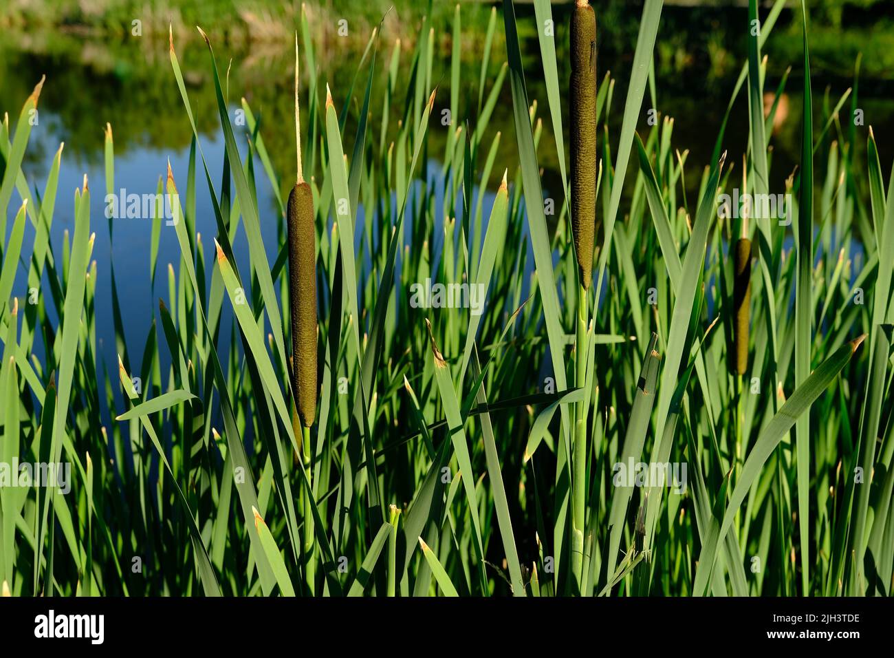 Grünes Schilf, das über dem Wasser glitzert und in der Sonne schimmert. Nahaufnahme mit unscharfem Hintergrund Stockfoto