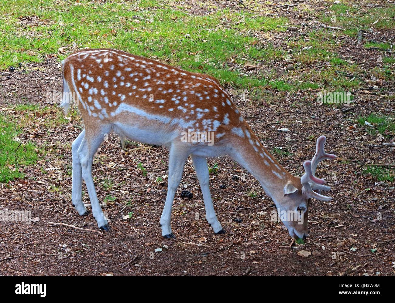 Hirsche in Dunham Massey NT Hall & Gardens, Altrincham, Cheshire, England, Großbritannien, WA14 4SJ Stockfoto